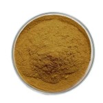 Lions Mane Extract Factory - 50% Polysaccharides Powder