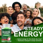 Sea Moss Gummies Factory - Irish Seaweed Vegetarian