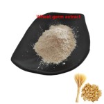 Wheat Germ Extract Supplier - 1% Spermidine Powder