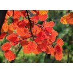 Liposomal Fisetin Supplier - New Technology Natural