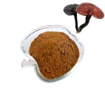 Reishi Mushroom Extract Factory - Triterpene Immune Support