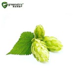 Hops Extract Supplier - Herbal Powder Manufacturer