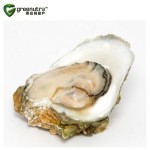 Oyster Meat Powder Supplier - Food Grade Health Supplement