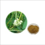 Semen Cuscutae Extract Factory - Dodder Seed Natural