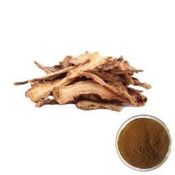 Angelica Root Extract Factory - Sinensis Plant Powder