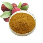 Myricitrin Extract Factory - Myrica Rubra Natural