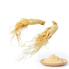 Panax Ginseng Powder Factory - 20% Ginsenosides Bulk