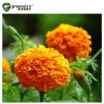 Halal Lutein Powder Factory - 99% Pure Eye Care