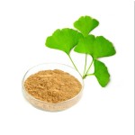 Ginkgo Biloba Extract Supplier - 24%/6% Cognitive Support
