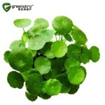 Desmodium Extract Supplier - Liver Support Detoxification