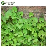 Desmodium Extract Supplier - Liver Support Detoxification