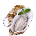 Oyster Peptide Powder Supplier - Freeze Dried Premium