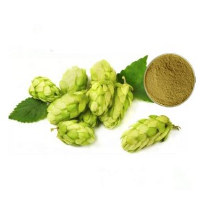 Hops Extract Supplier - Herbal Powder Manufacturer