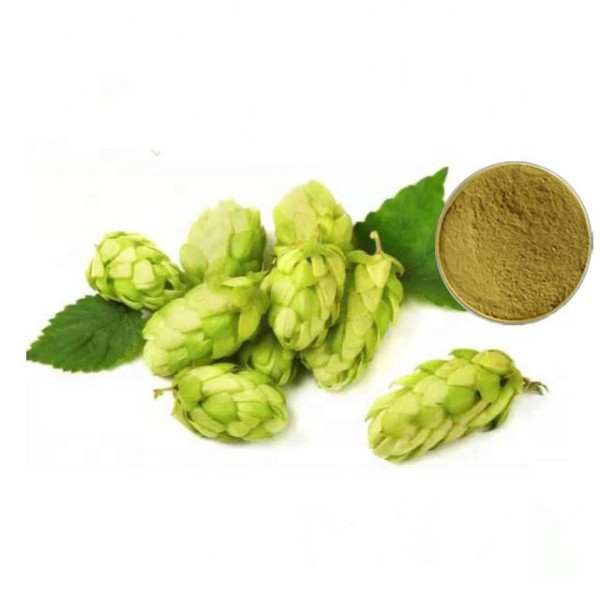 Hops Extract Supplier - Herbal Powder Manufacturer