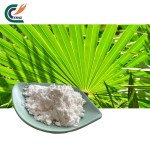Saw Palmetto Powder Manufacturer - Bulk Wholesale
