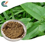 Epimedium Extract Manufacturer - 98% Icariin Stamina