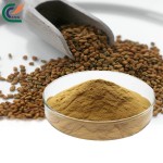 Lions Mane Extract Factory - Hericium Polysaccharide