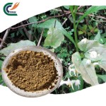 Epimedium Extract Manufacturer - 98% Icariin Stamina