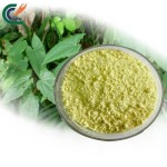 Eucommia Bark Extract Manufacturer - Premium Wellness