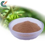 Berberine HCL Powder Factory - Cortex Phellodendri