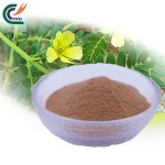 Tribulus Powder Manufacturer - Natural Extract