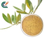 Rhodiola Extract Supplier - 1% Salidroside Rose
