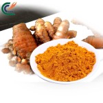 Curcumin Powder Manufacturer - Organic Longa L.
