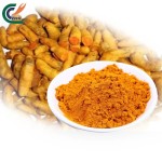 Turmeric Root Extract Factory - 95% Curcumin Natural