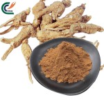 Eucommia Extract Supplier - Ulmoides Bark Cortex
