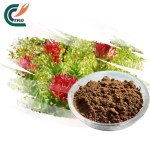Eucommia Bark Powder Supplier - Ulmoides Food Grade