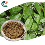 Epimedium Extract Manufacturer - 98% Icariin Stamina