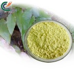 Pueraria Extract Supplier - Mirifica 98% Puerarin