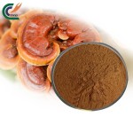 Epimedium Powder Factory - Man Health Care