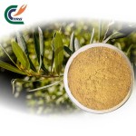 Rhodiola Extract Supplier - 1% Salidroside Rose