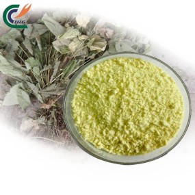 Eucommia Bark Extract Manufacturer - Premium Wellness