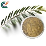 Glucomannan Powder Factory - Orchid Extract Food