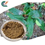 Epimedium Extract Manufacturer - 98% Icariin Stamina