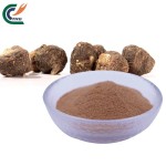 Reishi Extract Factory - Ganoderma 30% Beta