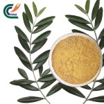 Rhodiola Extract Supplier - 1% Salidroside Rose