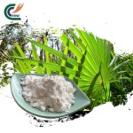 Saw Palmetto Powder Manufacturer - Bulk Wholesale