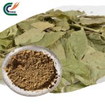 Epimedium Extract Manufacturer - 98% Icariin Stamina