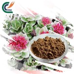 Eucommia Bark Powder Supplier - Ulmoides Food Grade