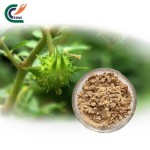Tribulus Extract Supplier - Gokhru Powder Superior