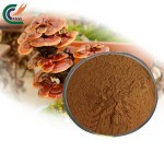 Epimedium Powder Factory - Man Health Care
