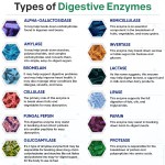 Digestive Enzymes Supplier - Plant Based Vegan 180ct