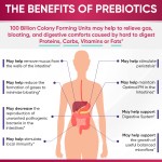 Probiotics Supplement Factory - Nutrient Absorption Gut