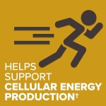 CoQ10 Supplement Factory - Organic Heart Vascular Health