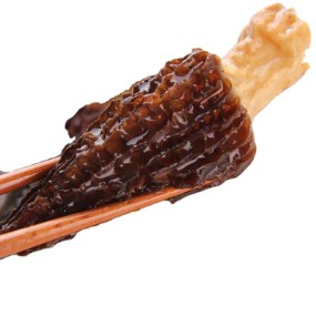 Morel Mycelium Supplier - Mushroom Cultivation