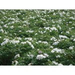 Angelica Red Date Tea Supplier - Herbal Tea OEM