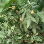 Dried Mint Supplier - Bulk Food Ingredient